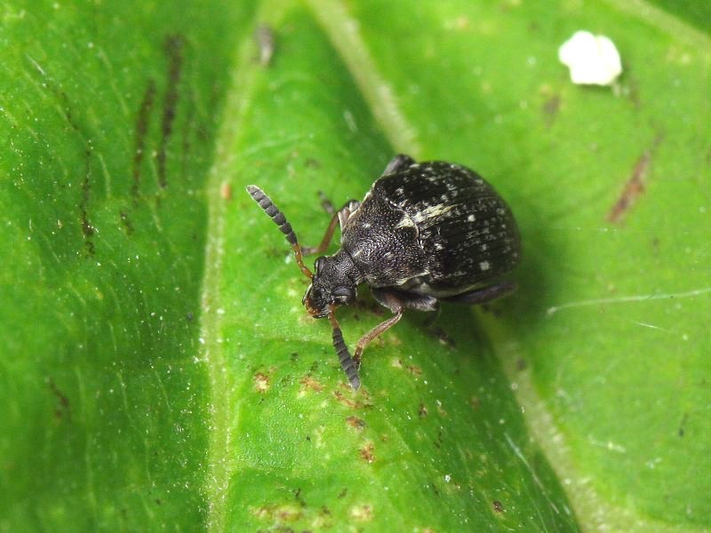 Bruchus atomarius (Linnaeus, 1761)